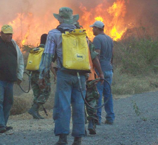 Crean brigadas contra  incendios forestales