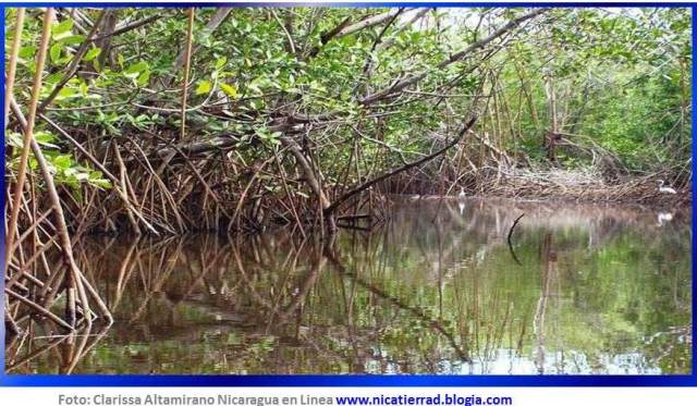 Denuncia ante la alcaldía depredación de manglares